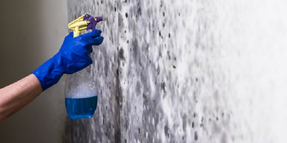 Five Reasons To Have Your House Inspected For Mold