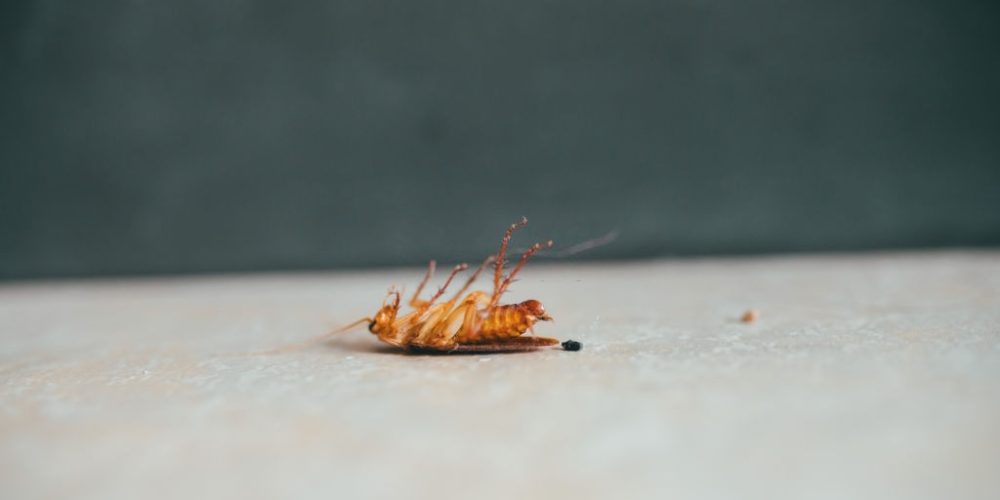 6 Things to Expect From Bug Exterminators