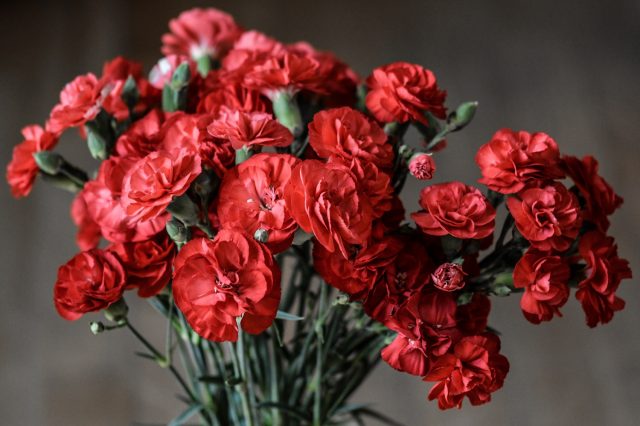 Best Gifting Flowers Which Will Help You to Delight Your Dear Ones