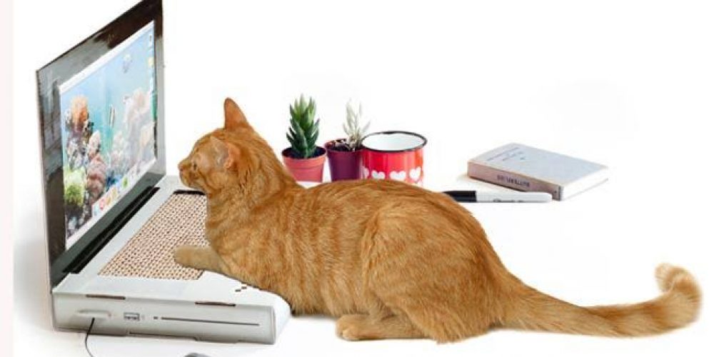 Some Important Gadgets for Pets